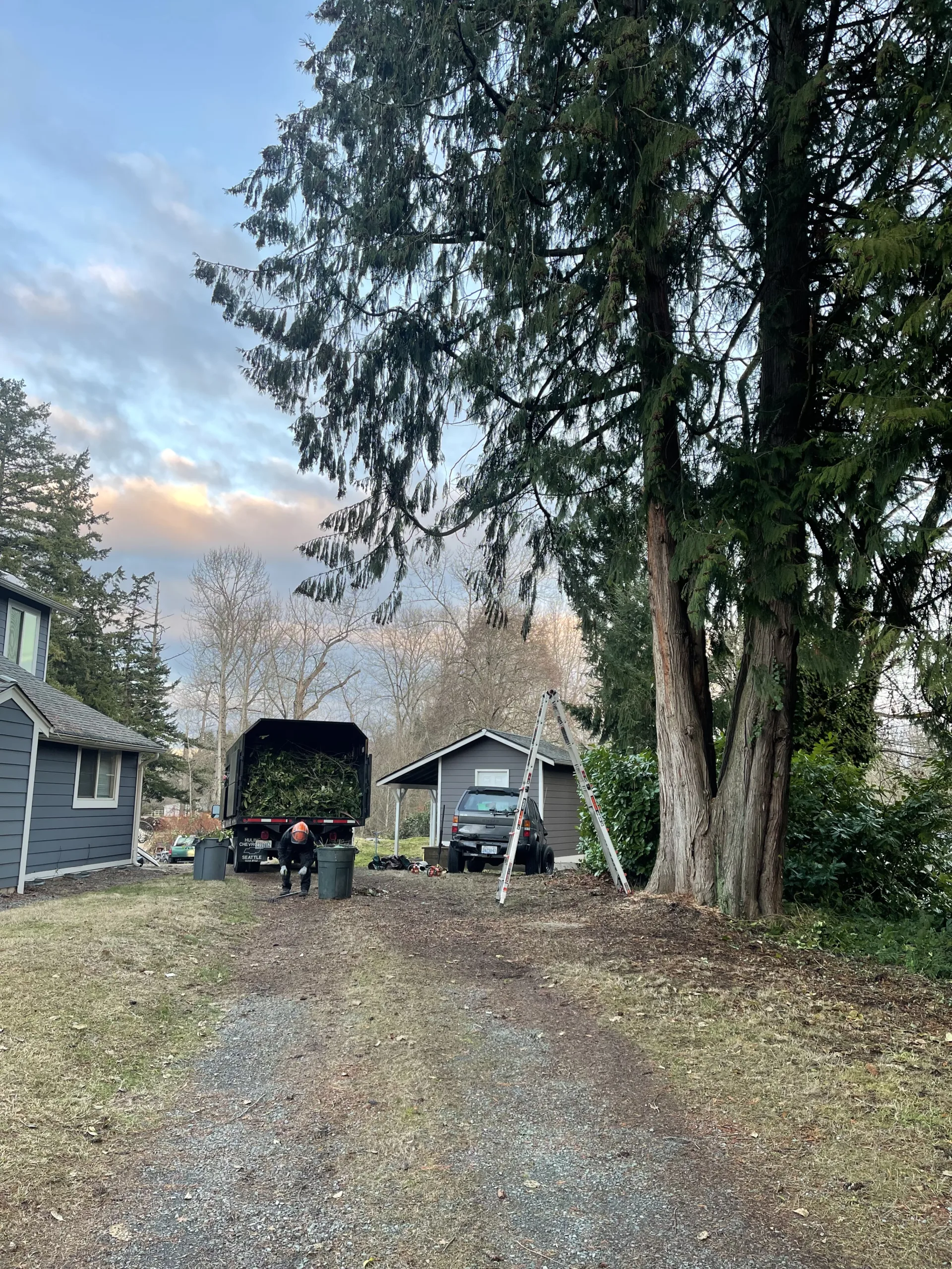 big tree trimming