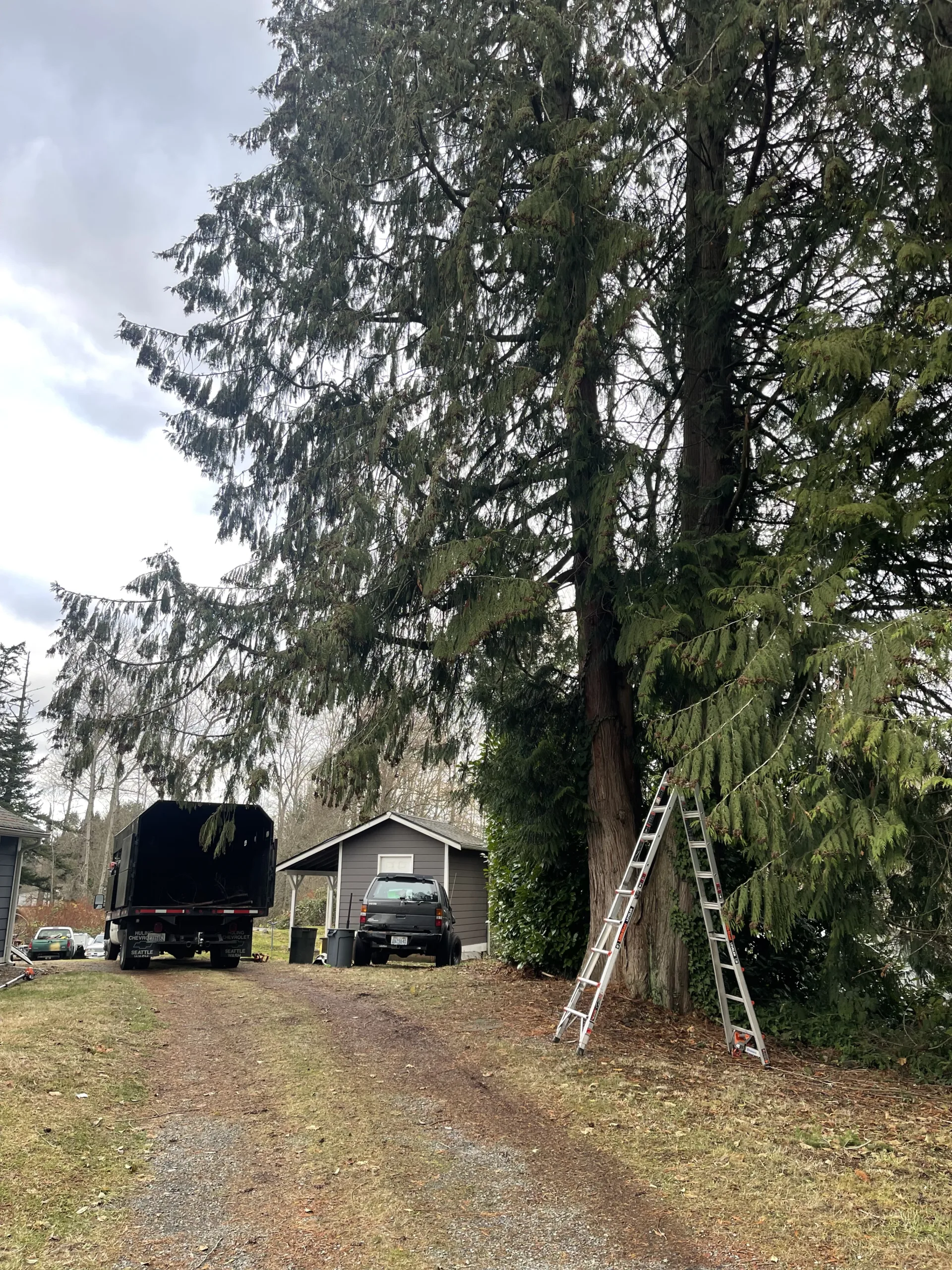 big tree trimming